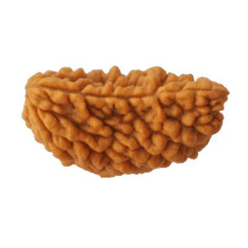 Ekamukhi Rudraksha